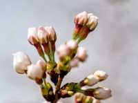 Catch the Cherry Blossoms in full Bloom Next Week in Tidal Basin