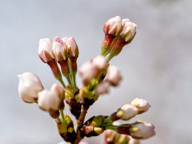 Catch the Cherry Blossoms in full Bloom Next Week in Tidal Basin