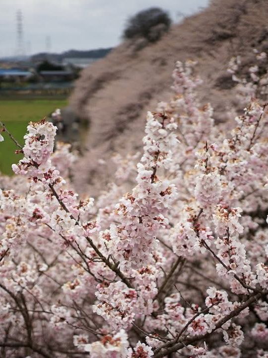 Chasing Sakura at Harumeki