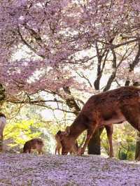 Chasing Sakura at Nara Park