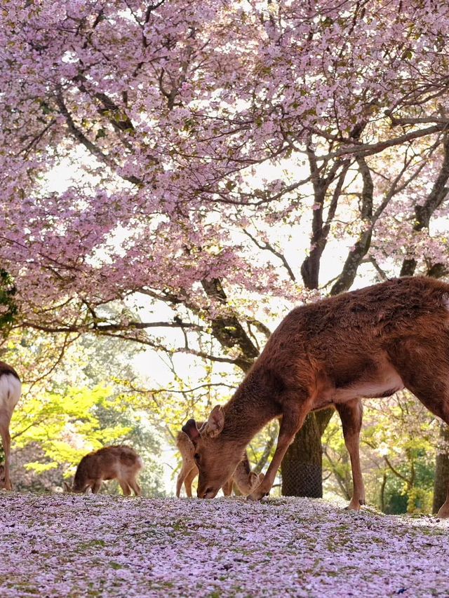 Chasing Sakura at Nara Park