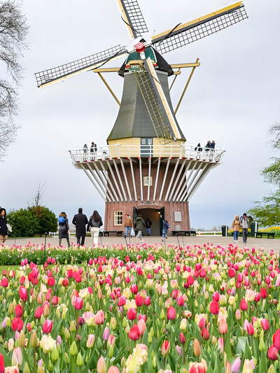 🇳🇱オランダ春限定！キューケンホフ🌷700万本のチューリップが