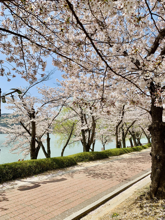 Whispers of Spring: Dancing Among Sakura at Bomun Lake