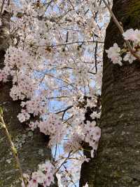 Whispers of Spring: Dancing Among Sakura at Bomun Lake