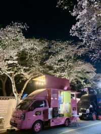 Dancing in Pink: A Dreamy Night of Sakura & Starlight in Gyeongju