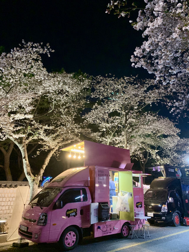 Dancing in Pink: A Dreamy Night of Sakura & Starlight in Gyeongju