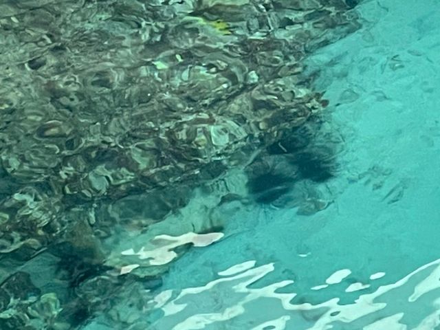 [🇳🇨メトル島] 美しいハウスリーフと充実の施設！ダブルツリー・イロ・メトルリゾート滞在記