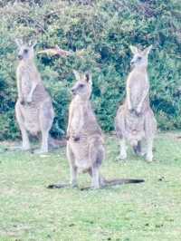 【Great Ocean Road in Melbourne Day 2】
