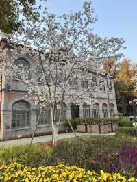 Historical University in Shanghai is blooming beautifully 