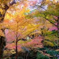 Kyoto không đông đúc - Enkouji Temple