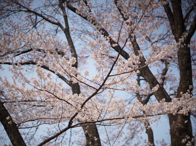【名古屋】春のお花見定番スポットの鶴舞公園へ行こう！