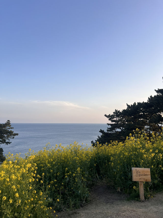제주에서 꼭 가야하는 유채꽃 명소⭐️