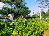 越南大叻著名花園公園景點：Flower garden，適合打卡拍照📸