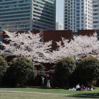 A Classic Urban Hanami Escape in the Heart of Shanghai