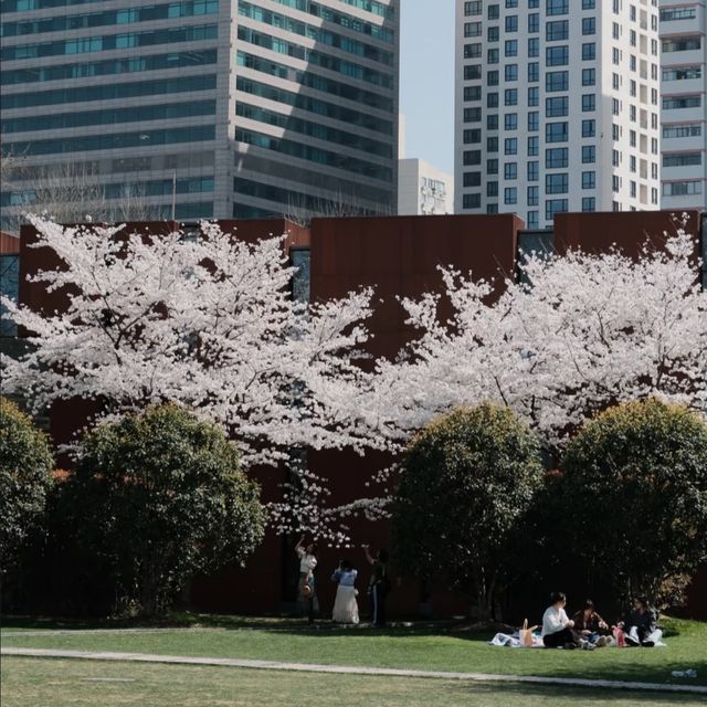 A Classic Urban Hanami Escape in the Heart of Shanghai