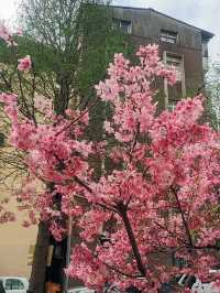 🌸** 春天賞櫻的絕佳去處**🌸