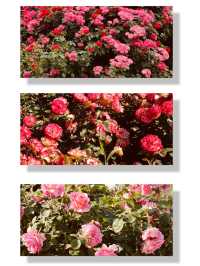 A Green Awakening: Exploring Dodang Park Before the Rose Bloom 