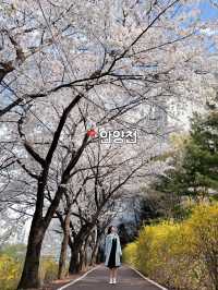 벚꽃 만개했다!