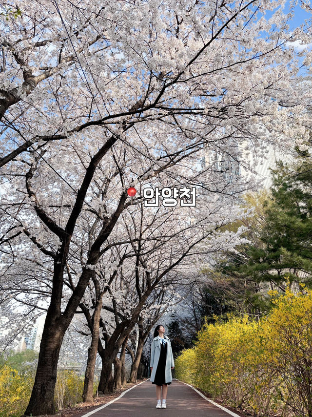 벚꽃 만개했다!