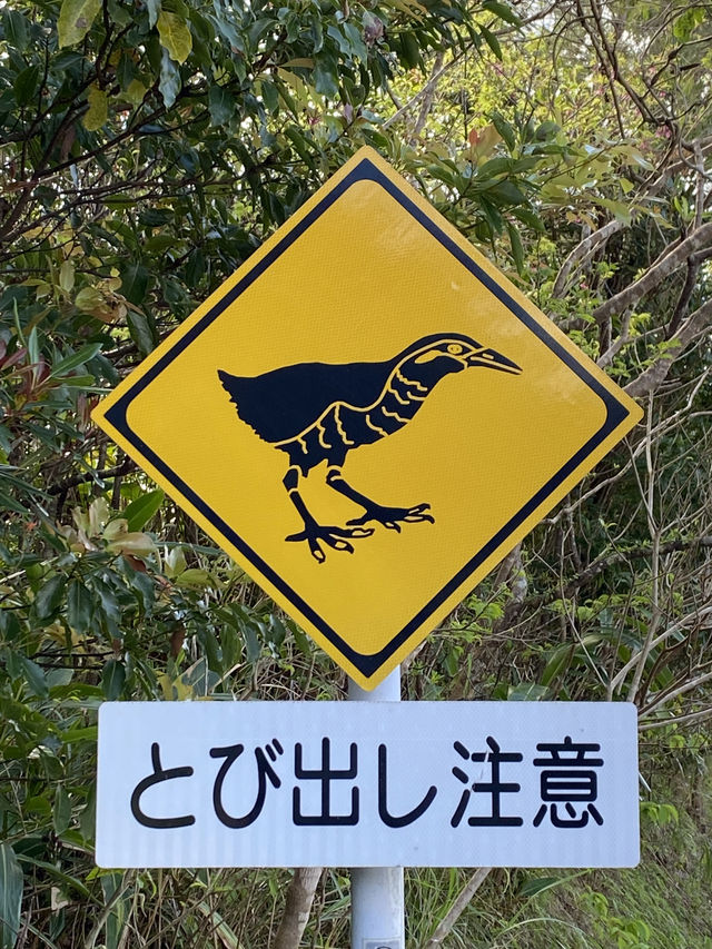 ヤンバルクイナ STOP ROADKILL