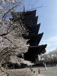 【京都】まだ間に合う！関西の桜スポット！