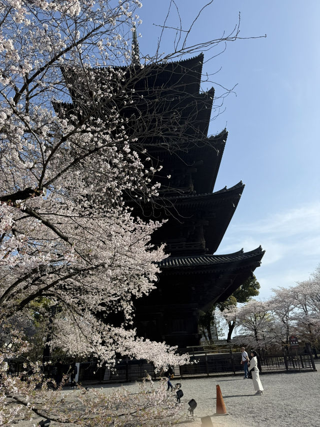 【京都】まだ間に合う！関西の桜スポット！