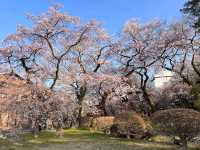 仙台賞櫻-小巧精美的錦町公園