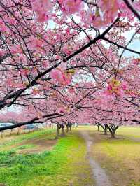 Sakura season