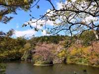 京都龍安寺，櫻花與禪風枯山水結合的美妙庭園