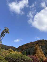 🍁 단풍이 내려앉은 숲, 가을의 화담숲 🌳✨ 