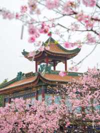 Stunning Cherry Blossoms at Baomo Garden