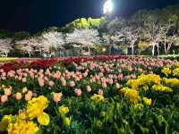 【なばなの里で夜のチューリップを見よう】