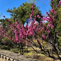 Jingshan Park (Beijing) – "Petals with a Palace View"
