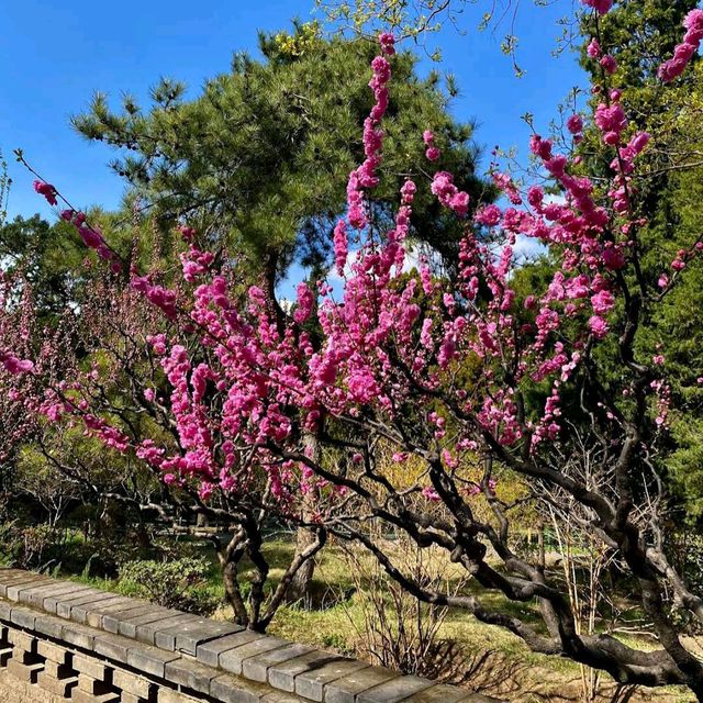 Jingshan Park (Beijing) – "Petals with a Palace View"