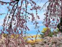 櫻花、海洋、松樹交織的絕景：仙台松島-西行戾之松公園