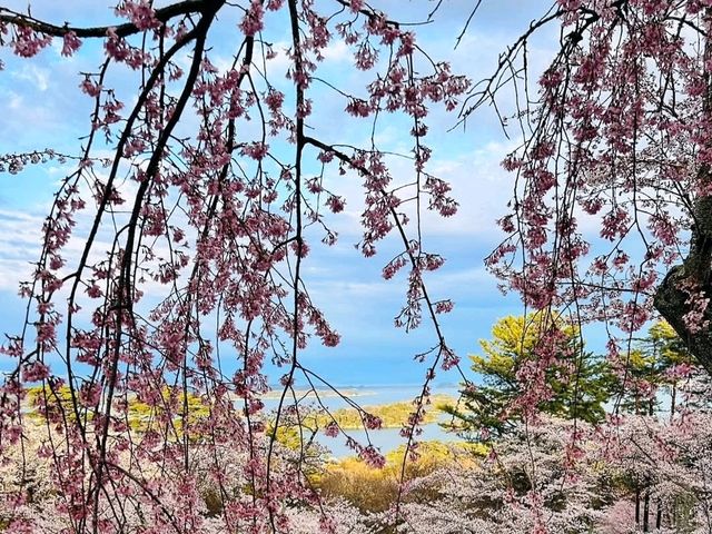 櫻花、海洋、松樹交織的絕景：仙台松島-西行戾之松公園