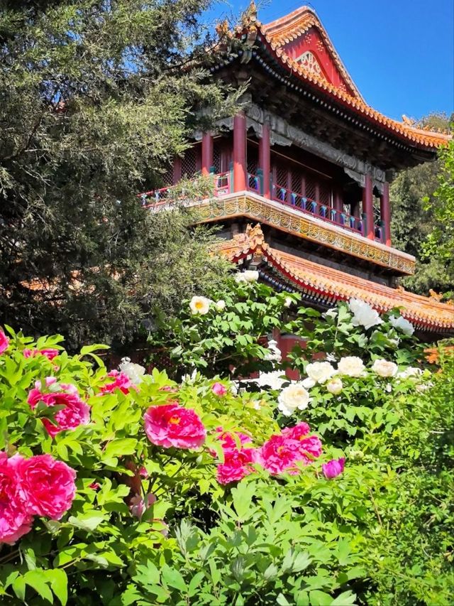 Jingshan Park Peonies – Beijing's Most Spectacular Imperial Peony Extravaganza