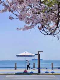 Qingdao | The King of Cherry Blossoms Is Blooming This April!
