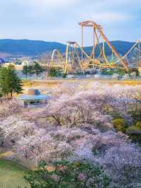 Chasing Cherry Blossoms in Korea this April — My Smartest Decision Yet!