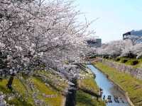 名古屋-山崎川四季之路，日本百佳賞櫻勝地