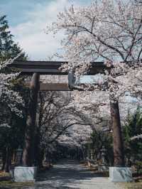 【山梨の花見スポット】河口湖にある富士御室浅間神社