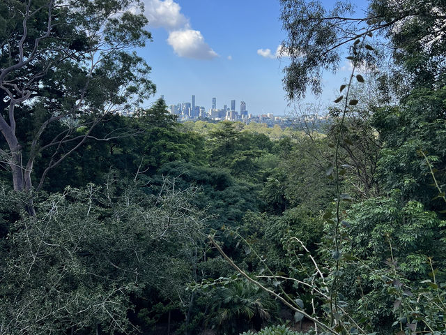 Mount Coottha Botanic garden 