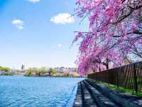 名古屋-平和公園，一萬步路線的賞櫻名所