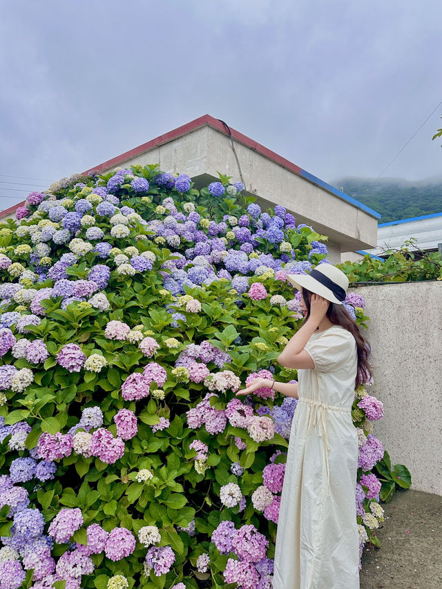 다가오는 수국의 계절 ✨