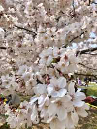 Nagai Park Cherry Blossoms– A Sports Lover’s Hanami Paradise