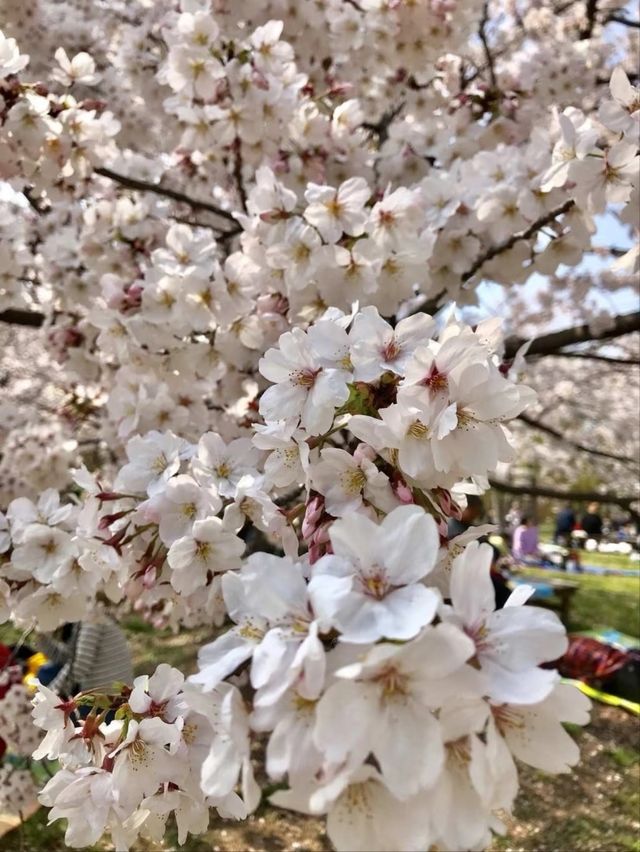 Nagai Park Cherry Blossoms– A Sports Lover’s Hanami Paradise