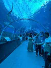 Dive into Wonder: A Journey Through S.E.A. Aquarium