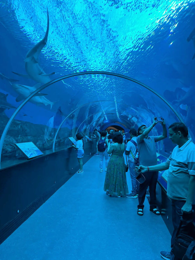 Dive into Wonder: A Journey Through S.E.A. Aquarium