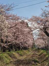 Ashino Park Cherry Blossoms – Aomori's Secret Floral Wonderland