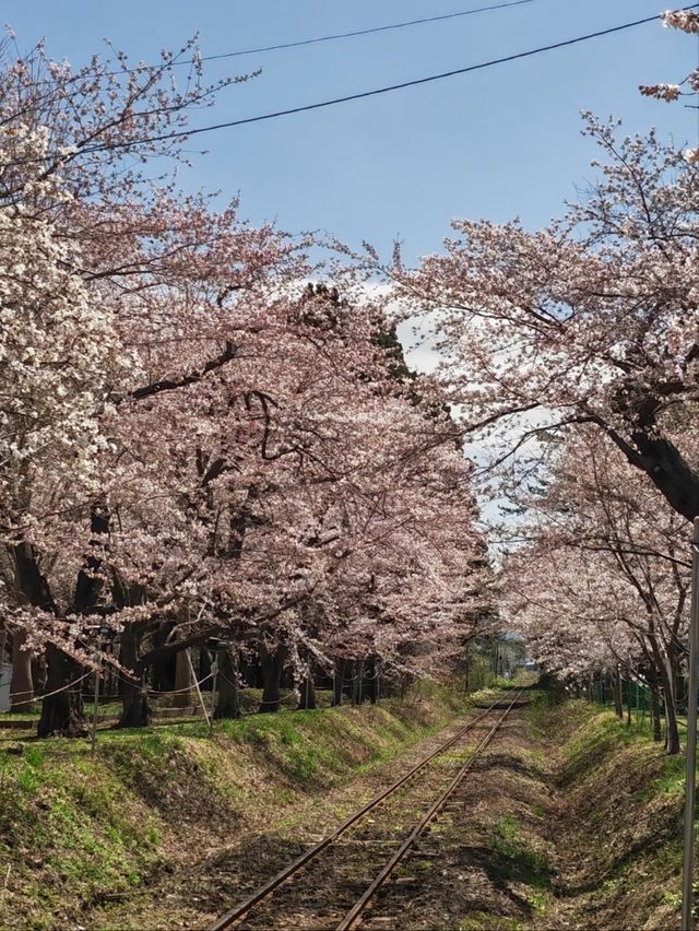 Ashino Park Cherry Blossoms – Aomori's Secret Floral Wonderland